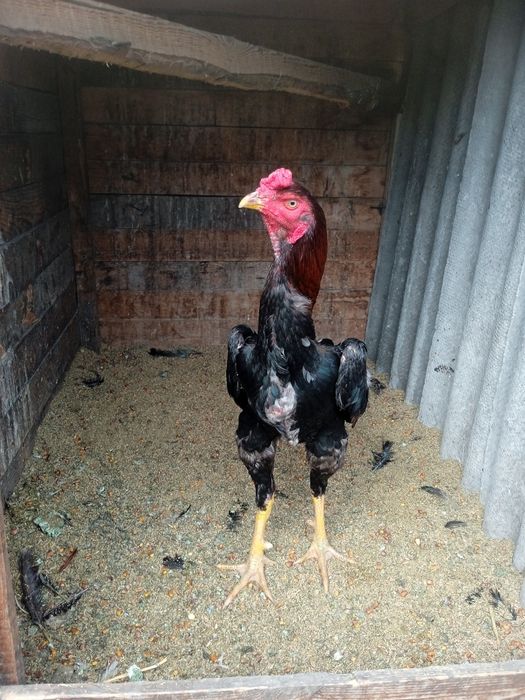 Дакан Шамо Турок Бойцовский