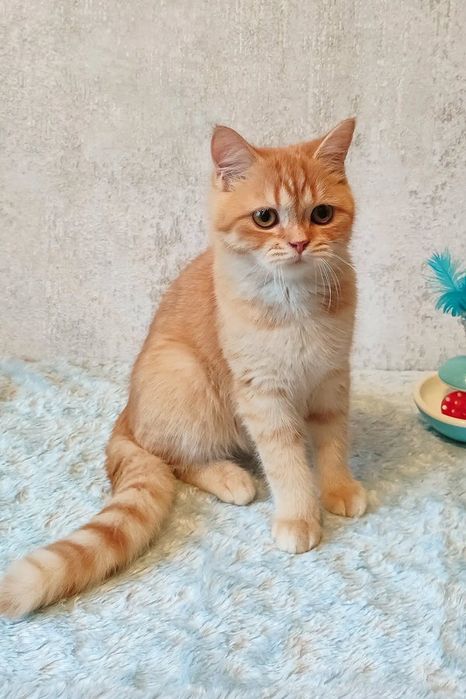Motănel American shorthair orange tabby