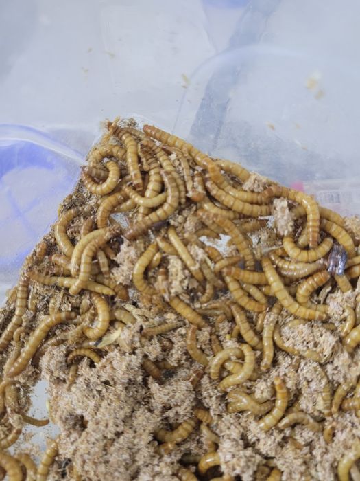 Hrana vie viermisori de faina