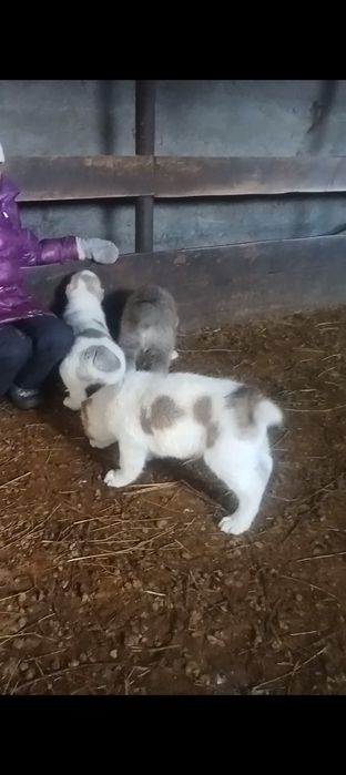 Продаются щенки САО