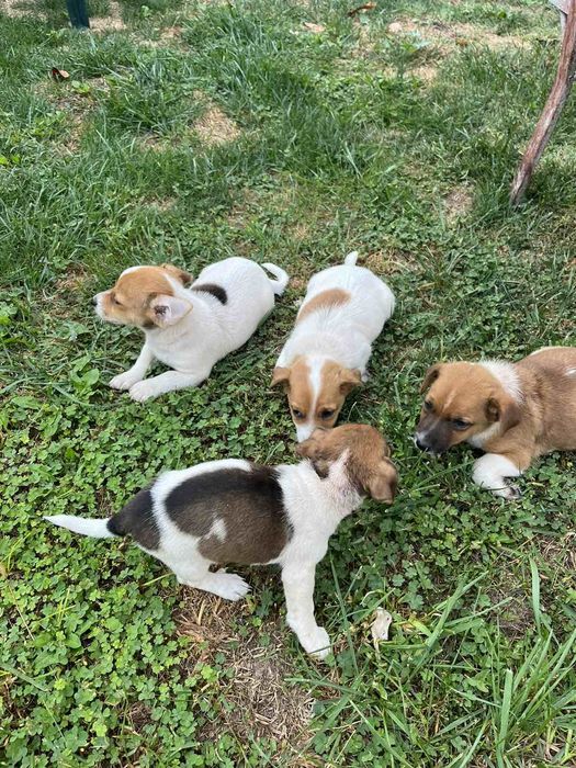 Мини Джак Ръсели