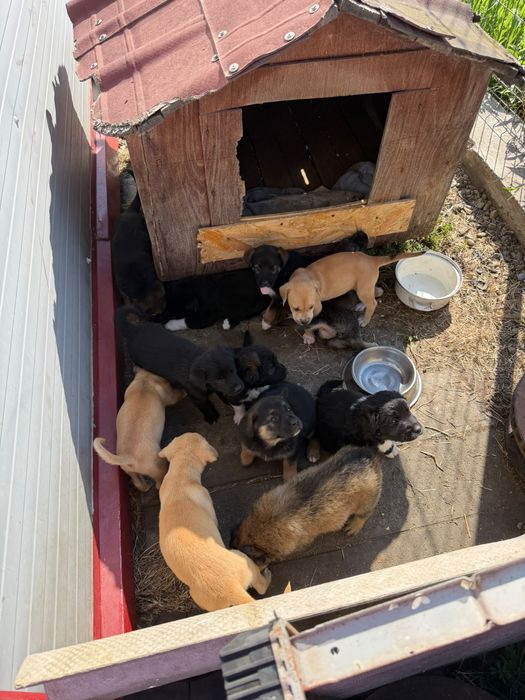 Căteluși spre adopție