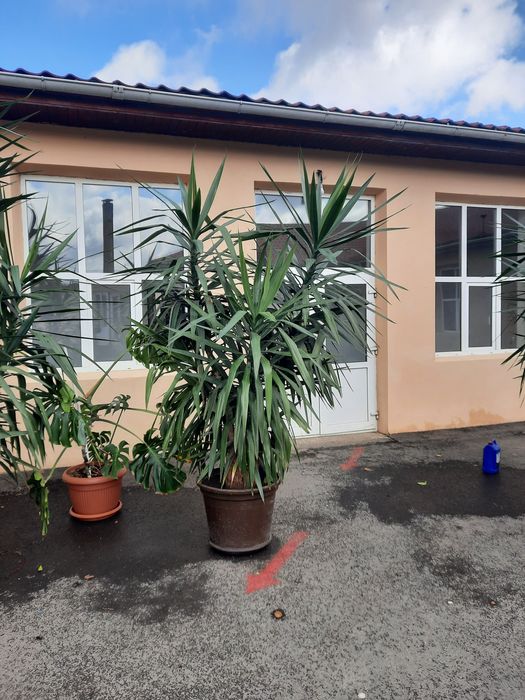 Vând Yucca imense.