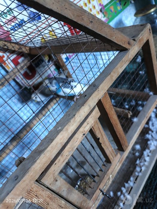 Канарейкала сотилади тайор пара