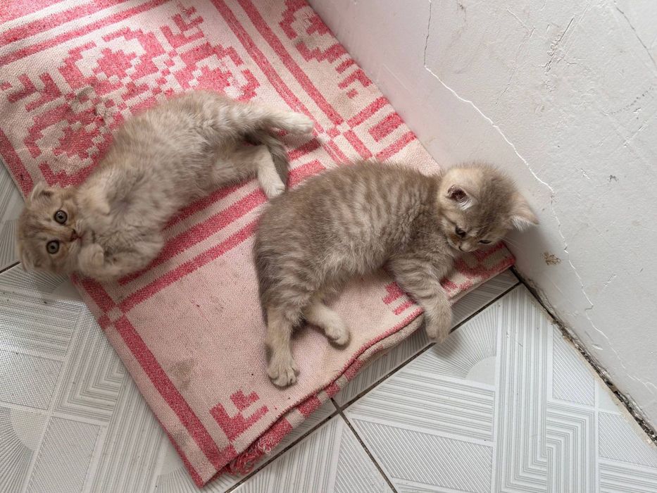 Scottish fold qiz