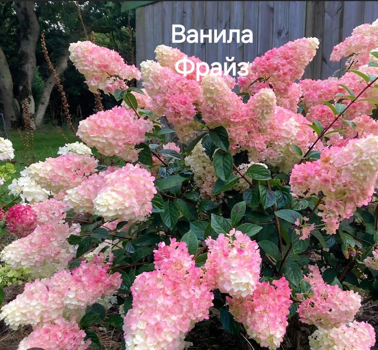 Саженцы гортензий 2 сорта