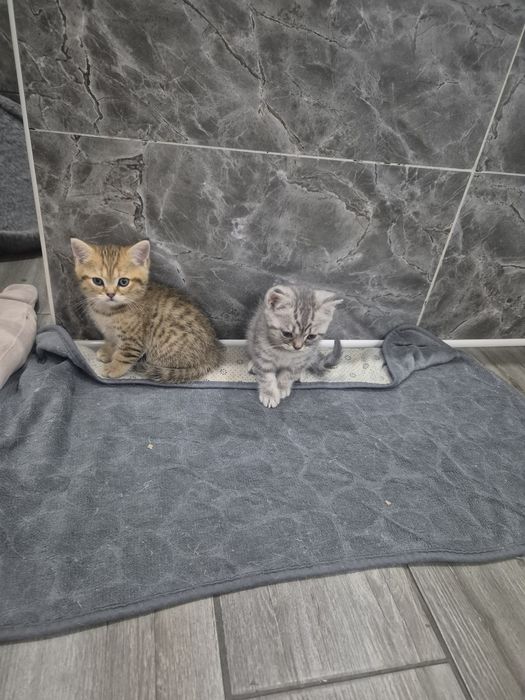 Шотландские котята