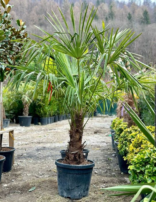 Plante ornamentale