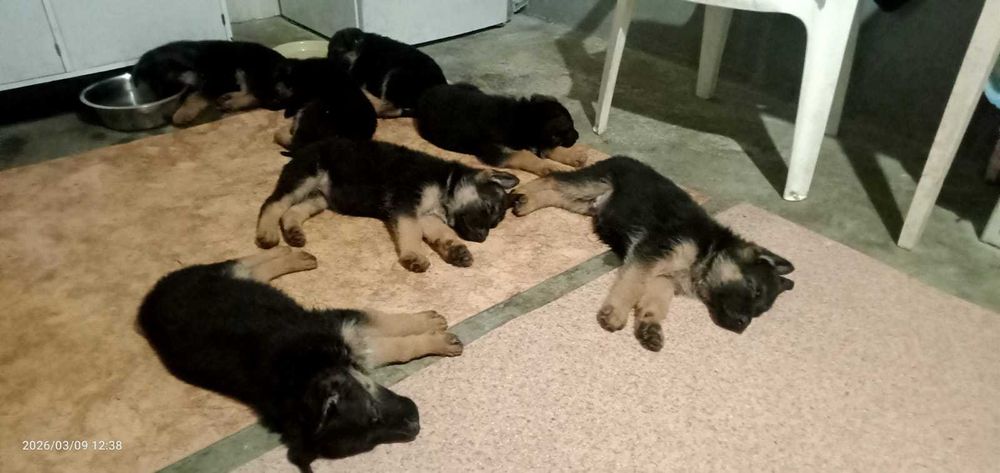 щенки немецкой овчарки