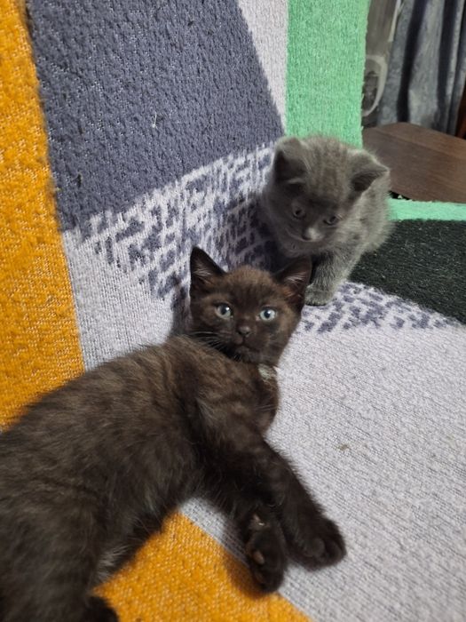 Отдам котят от британской кошки