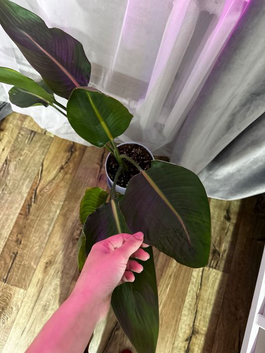 Стрелеция Николая