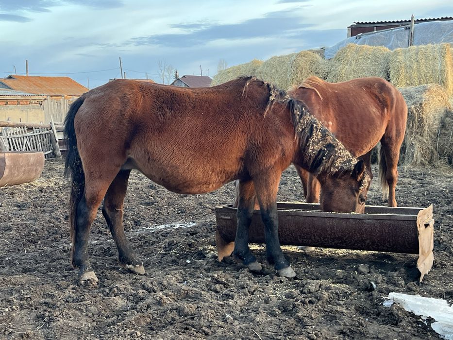 Продам двух кобыл