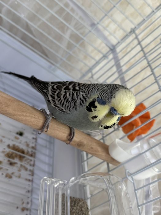 Продам попугая с домиком