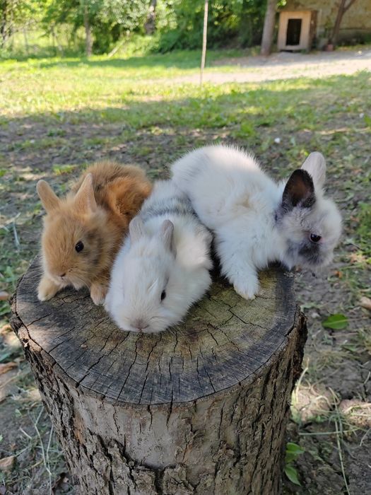 Vând iepuri cap de leu rasă pură