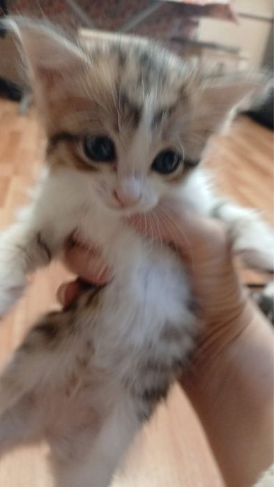 Отдам котят в хорошие руки