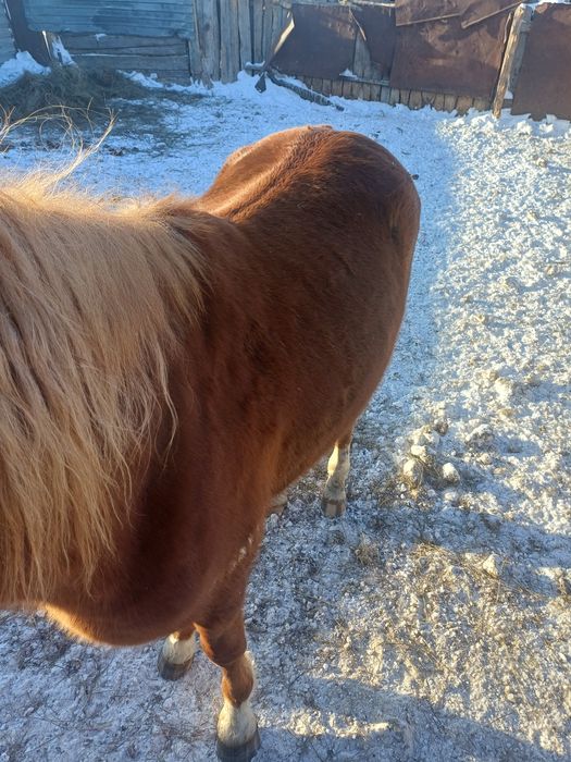 Продам лошадей жеребцы с откорма