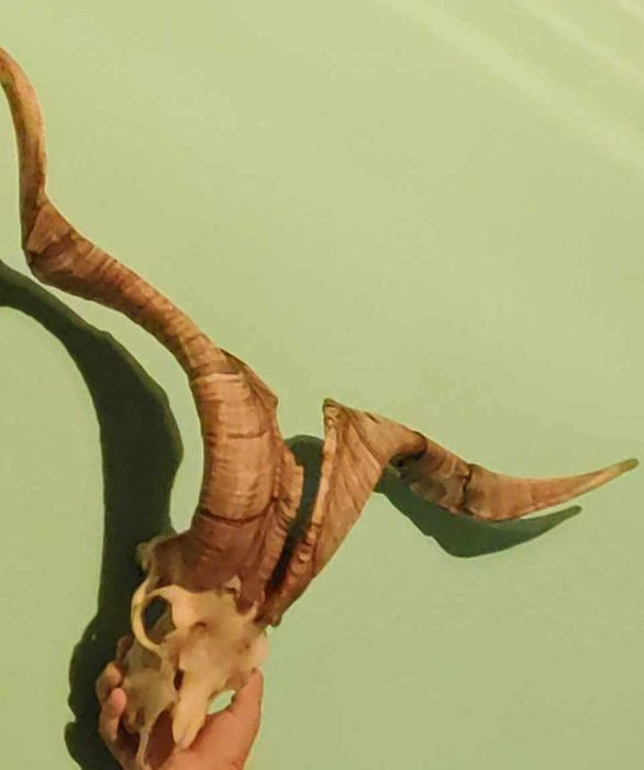 Coarne de țap și berbec