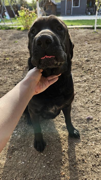 Щенки мать помесь канекорса с лабрадором