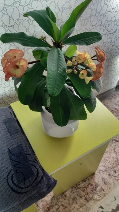 Цветы домашние комнатные