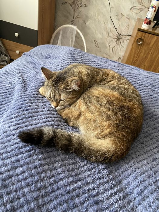 отдаем кошку в добрые руки