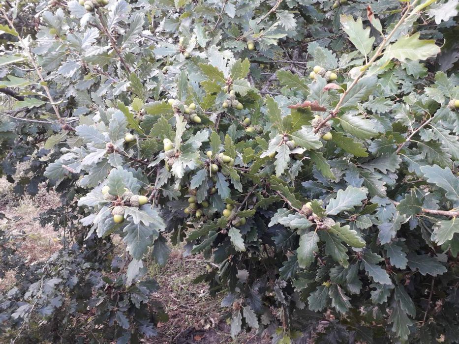 Промо Източно балкански прасета за клане (черното злато на българия)