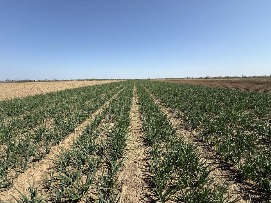 Ceapa verde legatura