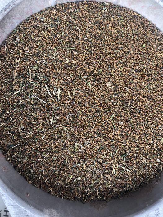 Продаю Семена Люцерны (Меркенский район)