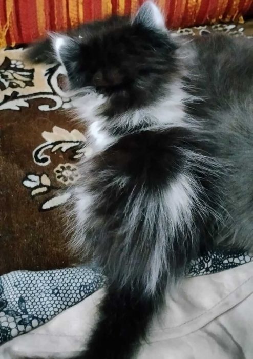 Отдам котенка в хорошие руки!!
