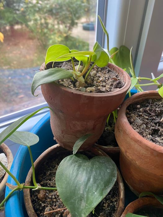 Filodendroni, pothos, mușcate parfumate și ghivece de ceramică