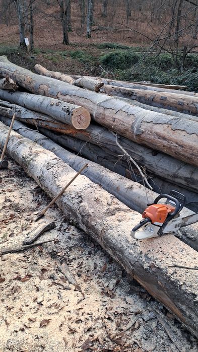 Lemne de foc verzi si uscate