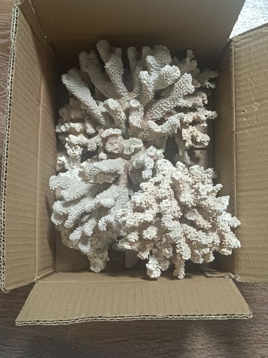 Морские Белые кораллы для аквариума