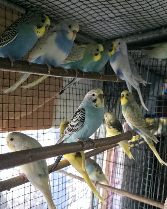 Vând  pui peruși la bucata sau angro