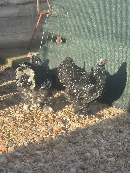 Ouă brahma pentru incubat