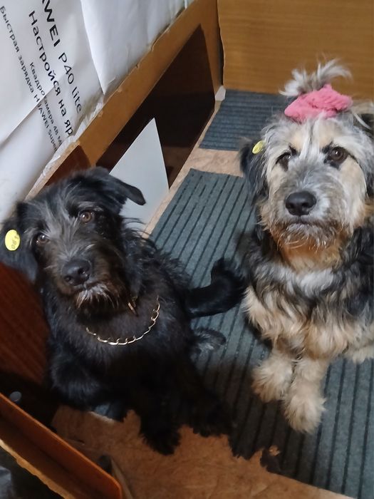 Две собаки ишут порядочных хозяев.