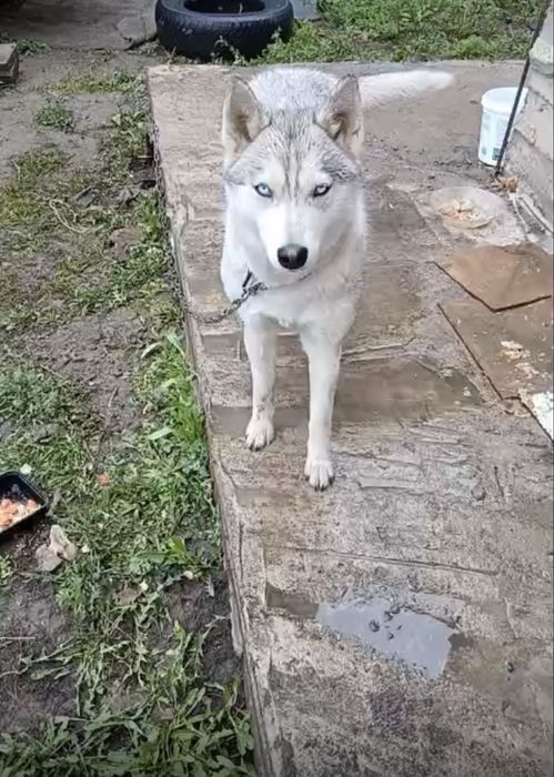 Продам хаски ,мальчик и девочка, красивые.