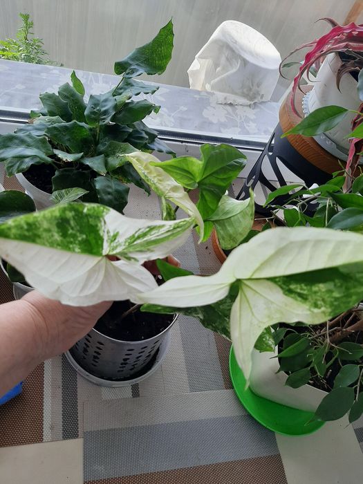 Молодое пестролистное растение