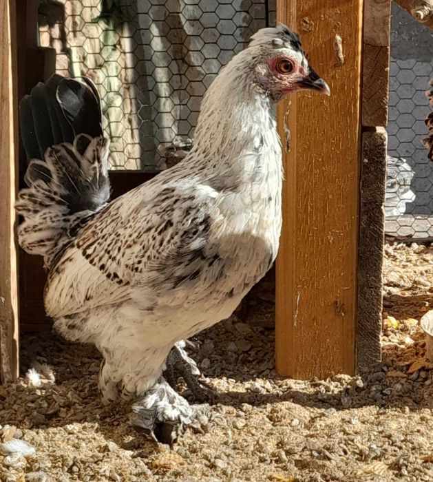 Млади джинки  продаеам