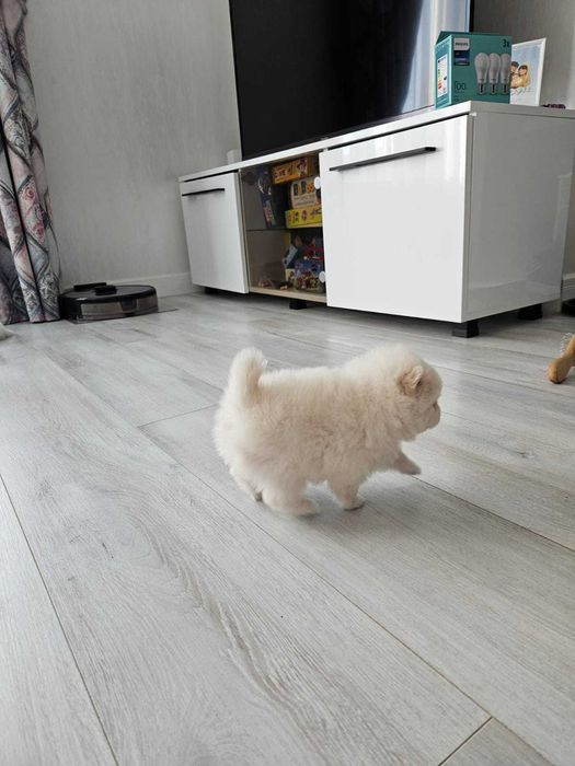 Pomeranian de vânzare