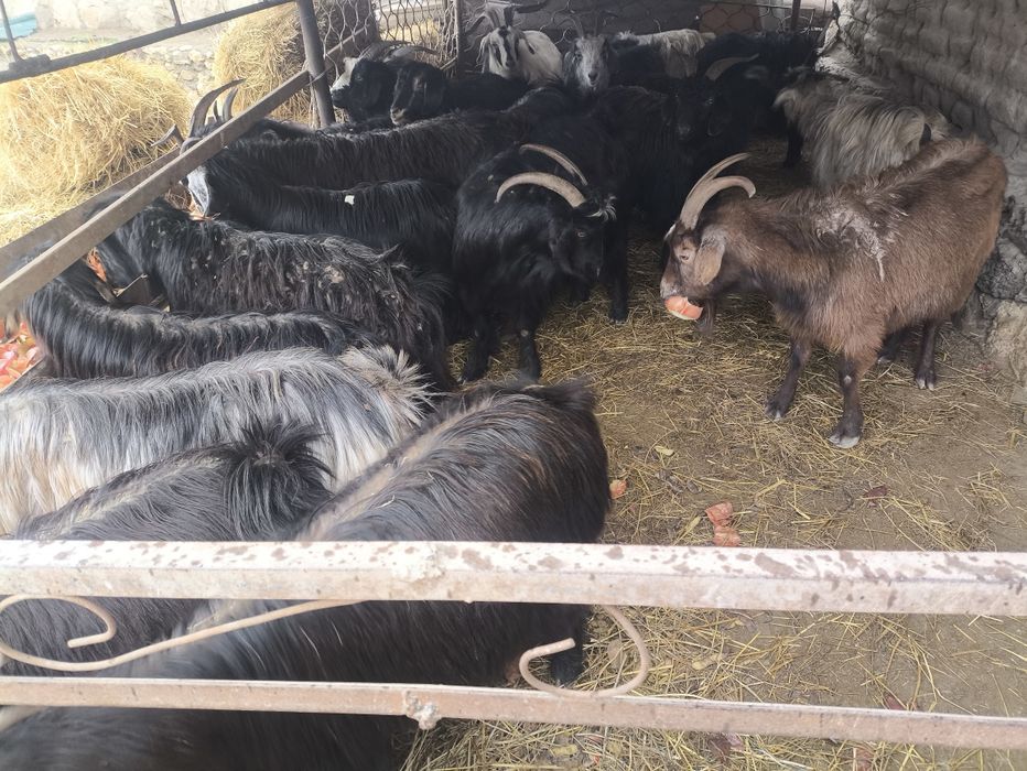 Бугоз ечкила сотилади