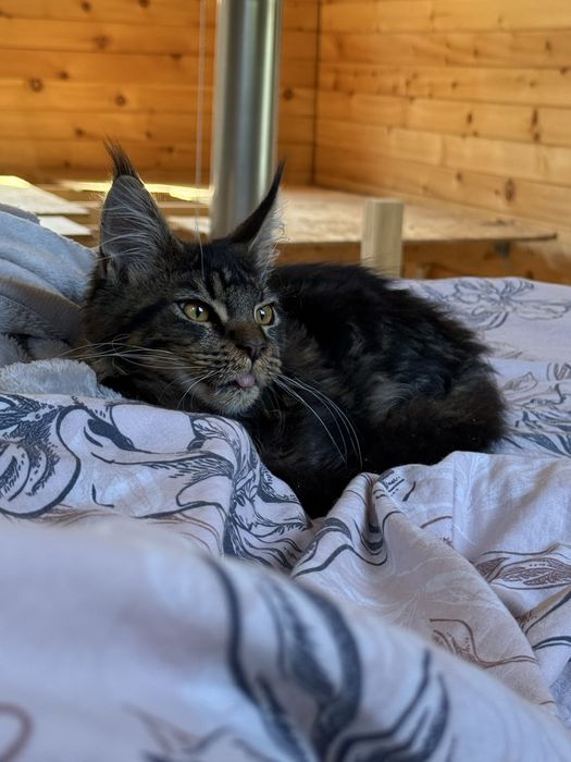 Отдам котенка мейн-куна