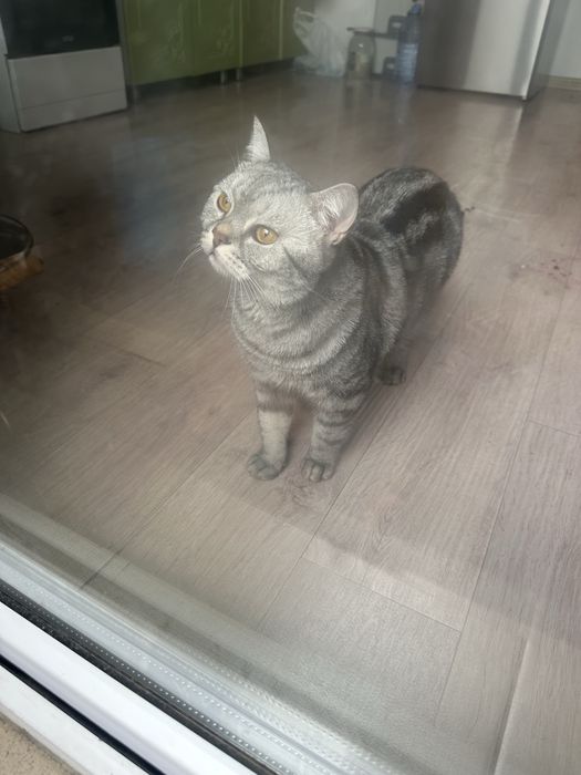Отдам кота в добрые руки