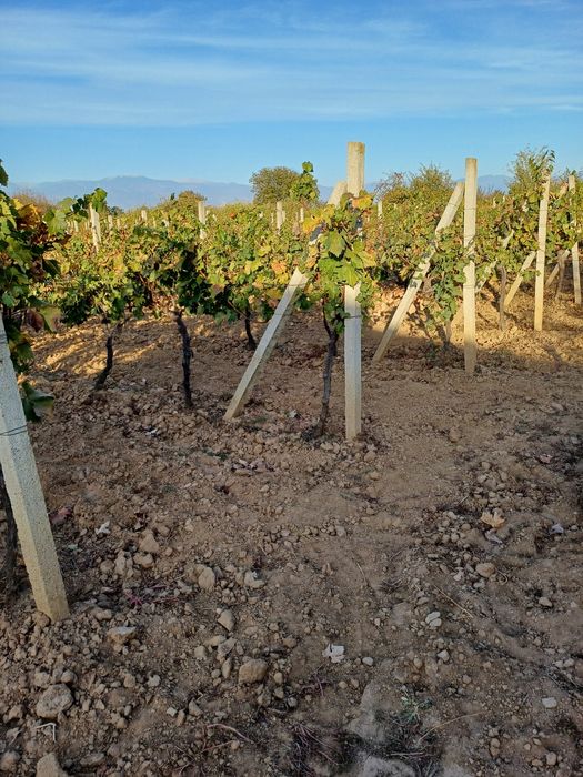 Продава се Земеделски имот в Петрич -  кв.м за 3498 €/дка - Снимка #9