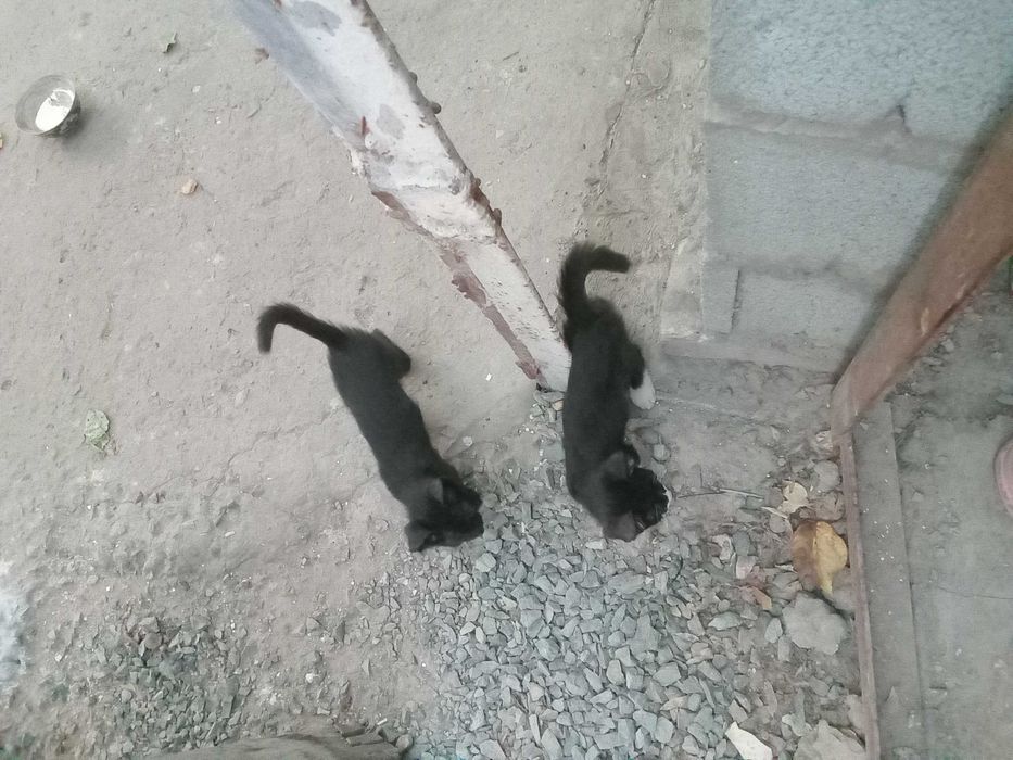 Отдам красивых котят бесплатно в хорошие руки