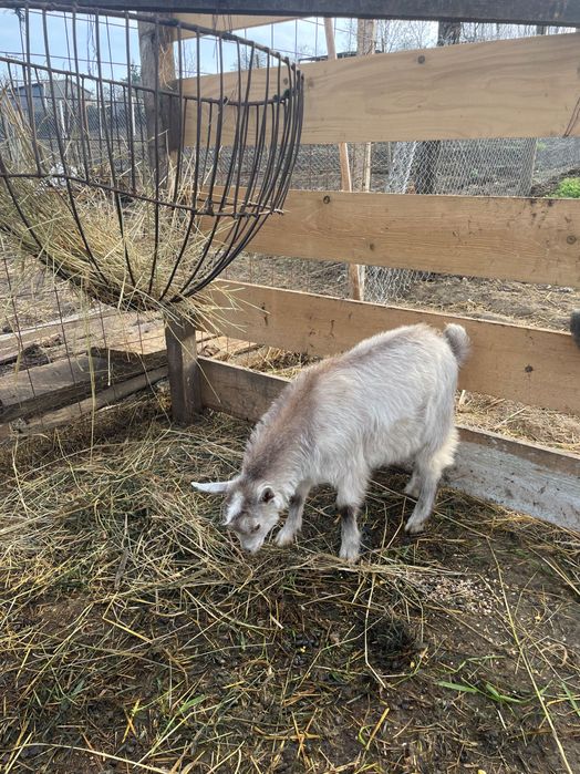 Vând sau schimb 2 țapi cu o capră cu lapte