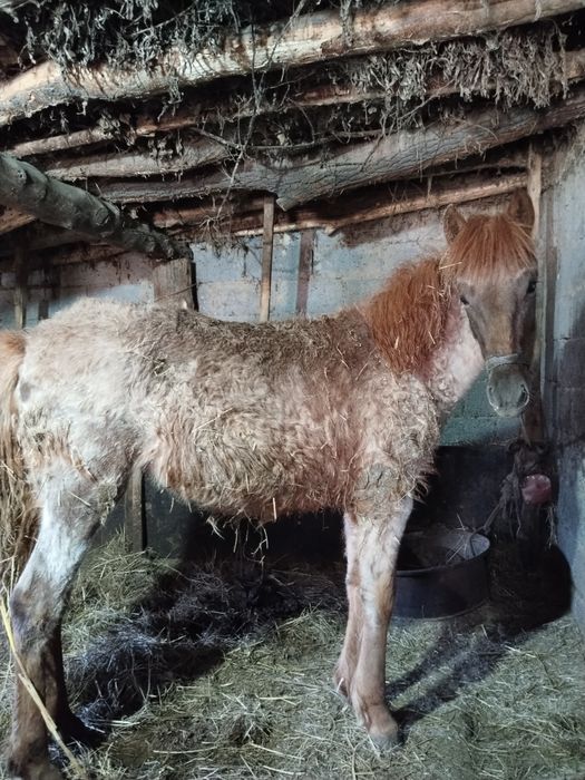 Тай сатылады. Продается жеребенок.