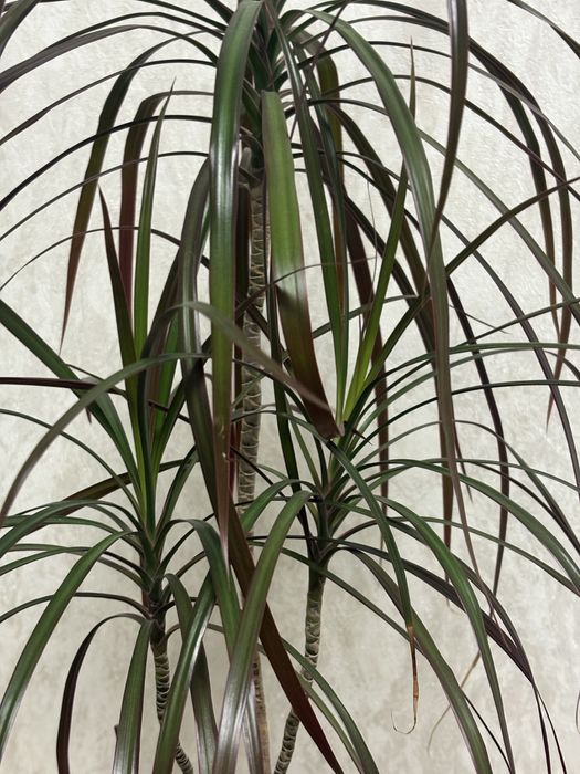 Продам комнатный цветок Драцена