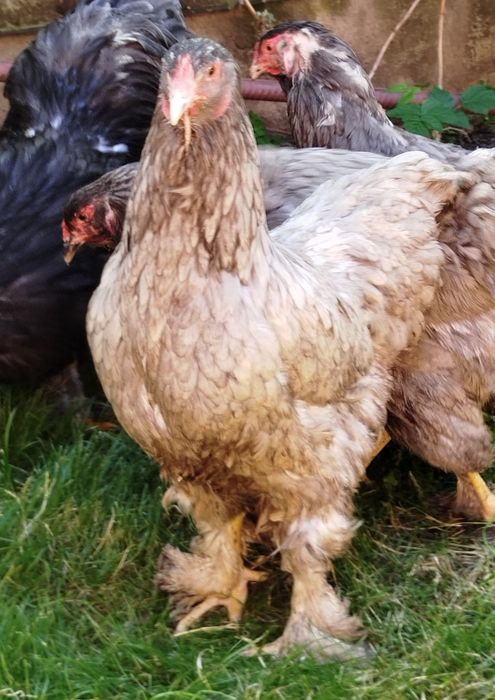 Găini brahma albastru