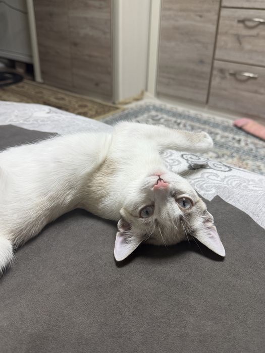 Отдам котенка в добрые руки