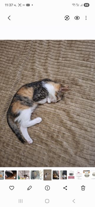 Подарявам малко женско коте