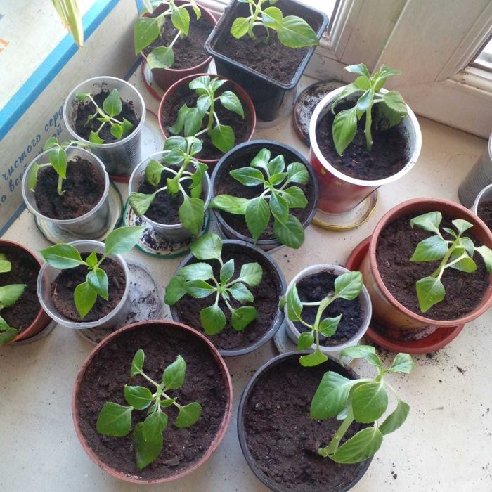 продам бальзамины